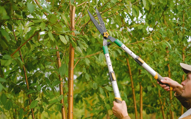 Tree trimming in Hawi, HI